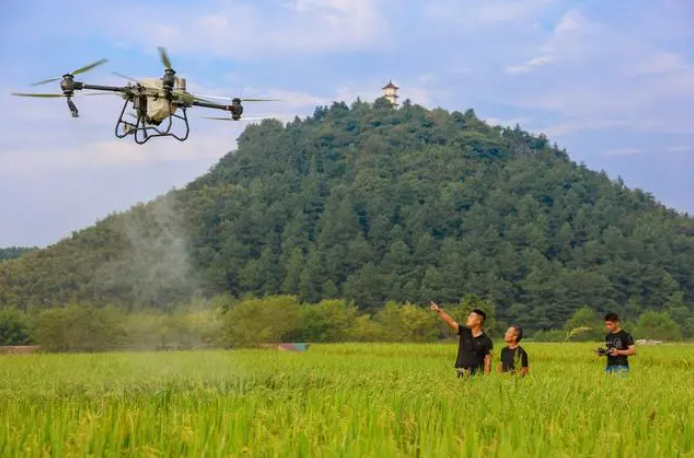 安徽涇縣：植保無(wú)人機(jī)助力豐產(chǎn)豐收